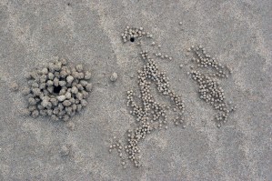 Pebbles on beach 2