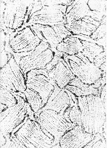 Ulmerstrasse_0025